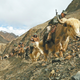 Illustration for article titled Why China’s Army Still Rides Yaks